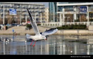 天津海鸥爆料视频曝光是真的吗,天津海鸥爆料视频真实性揭秘 第2张 天津海鸥爆料视频曝光是真的吗,天津海鸥爆料视频真实性揭秘 第2张